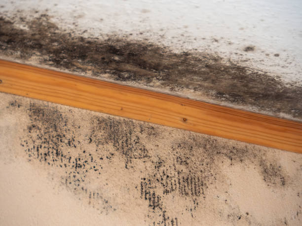 Best Forensic Mold Investigation  in Rio Rancho, NM
