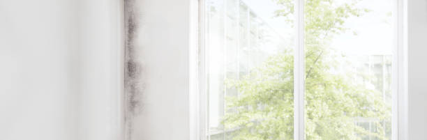 Trusted Rio Rancho, NM Mold Removal Experts