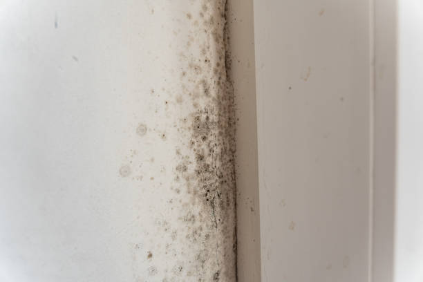 Best Mold Prevention Services  in Rio Rancho, NM