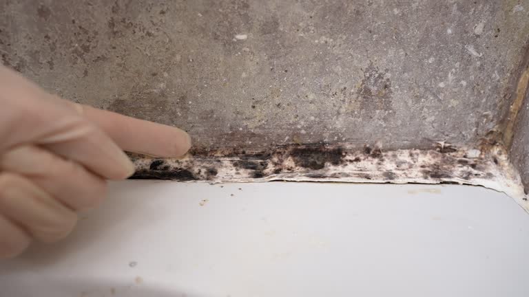 Best Mold Removal for HVAC Installations  in Rio Rancho, NM